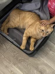 Lost Male Cat last seen Scott Blvd , Santa Clara, CA 95050