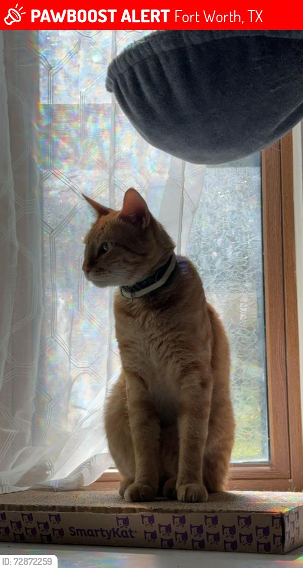 Lost Male Cat last seen Normandy Ave Handley Dr, Fort Worth, TX 76112