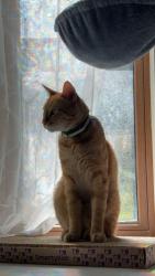 Lost Male Cat last seen Normandy Ave Handley Dr, Fort Worth, TX 76112