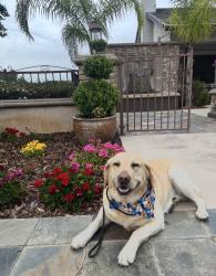 Reunited Male Dog last seen Near Aberdeen lane , El Dorado Hills, CA 95762