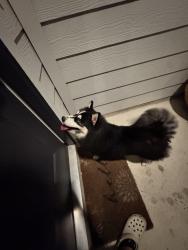 Found/Stray Unknown Dog last seen Staglin street, Buda, TX 78610