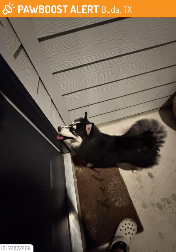 Found/Stray Unknown Dog last seen Staglin street, Buda, TX 78610