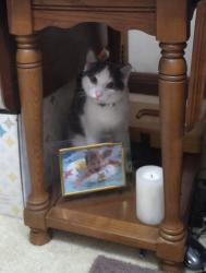 Lost Male Cat last seen Swan point/ pickings place , Middletown, KY 40243