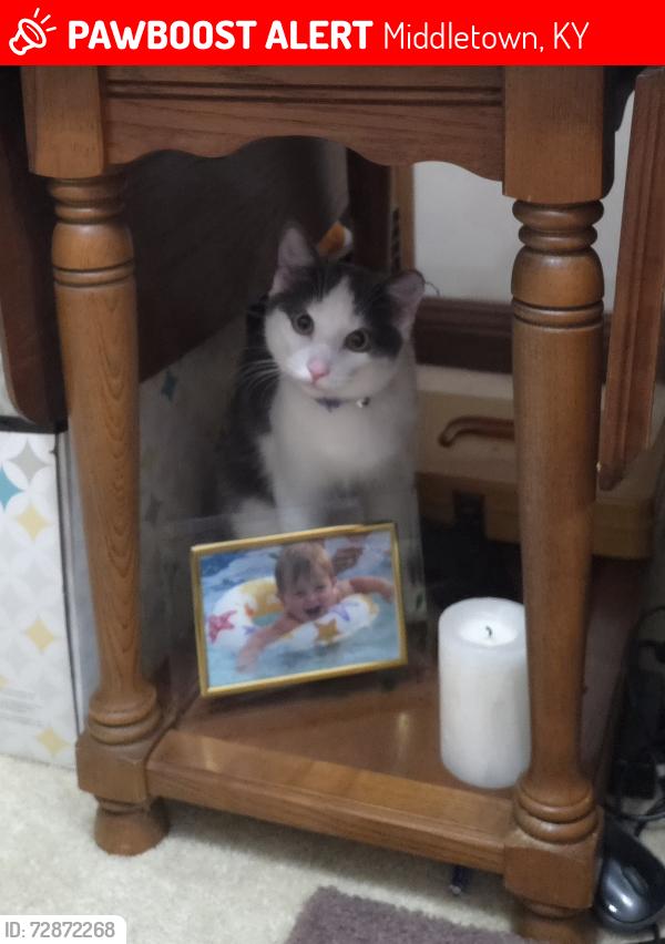Lost Male Cat last seen Swan point/ pickings place , Middletown, KY 40243