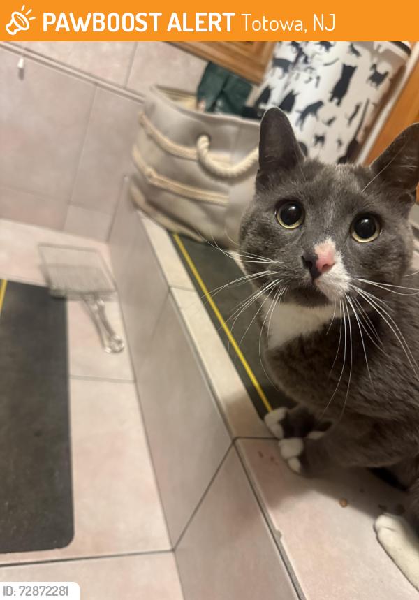 Found/Stray Male Cat last seen Dey Hill , Totowa, NJ 07511