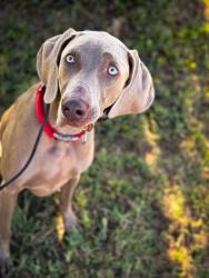 Lost Male Dog last seen Mobile has station, Bertram, TX 78605