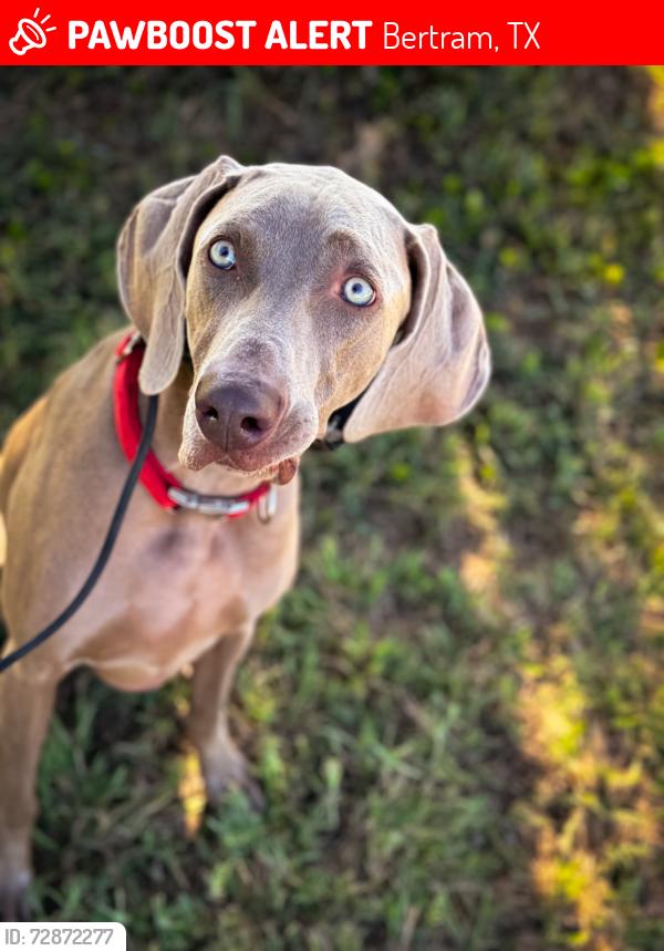 Lost Male Dog last seen Mobile has station, Bertram, TX 78605