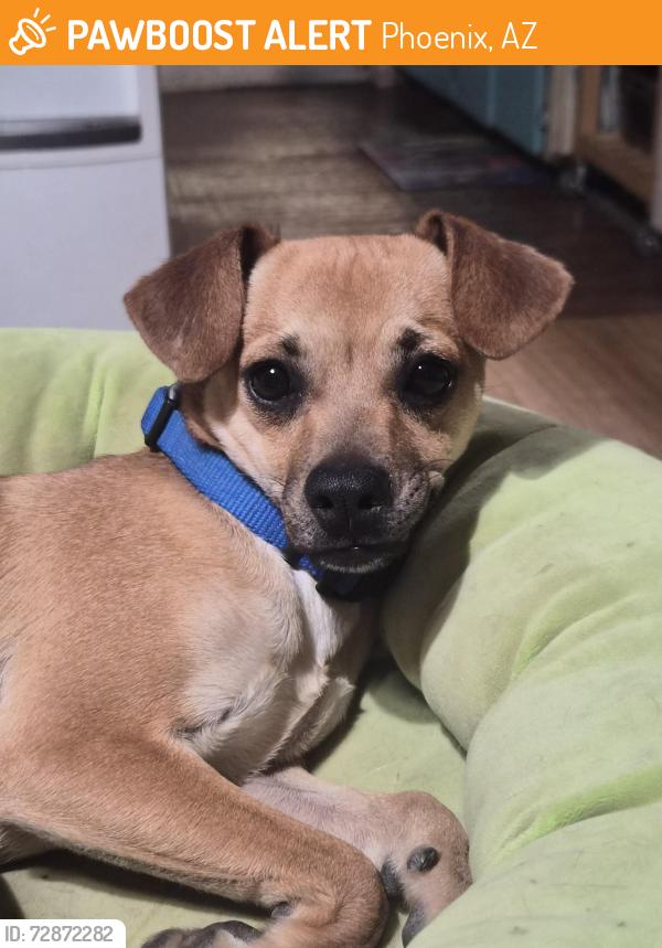 Found/Stray Female Dog last seen 35th Ave and Paradise Ln, Phoenix, AZ 85053