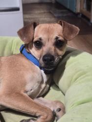 Found/Stray Female Dog last seen 35th Ave and Paradise Ln, Phoenix, AZ 85053