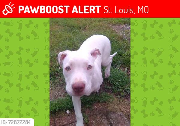 Lost Female Dog last seen Bates and Broadway, St. Louis, MO 63111