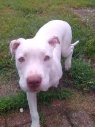 Lost Female Dog last seen Bates and Broadway, St. Louis, MO 63111