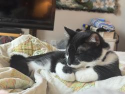 Lost Male Cat last seen S 9th St, Temple, TX 76508
