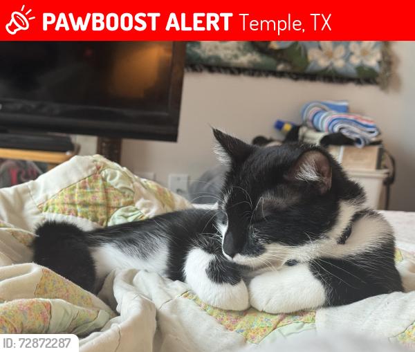Lost Male Cat last seen S 9th St, Temple, TX 76508