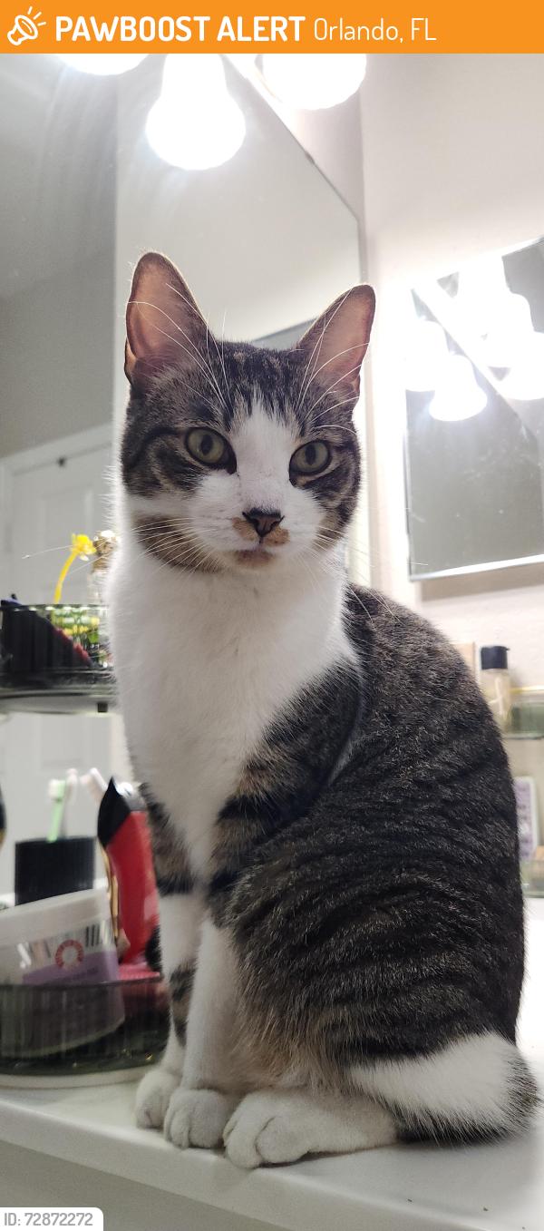 Found/Stray Unknown Cat last seen Near Soho St, Orlando, FL 32835