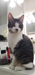 Found/Stray Unknown Cat last seen Near Soho St , Orlando, FL 32835