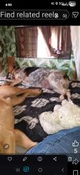 Lost Female Dog last seen Near car broke down she ran off. Never before she's almost 8yrs old, Franklin County, WA 99330