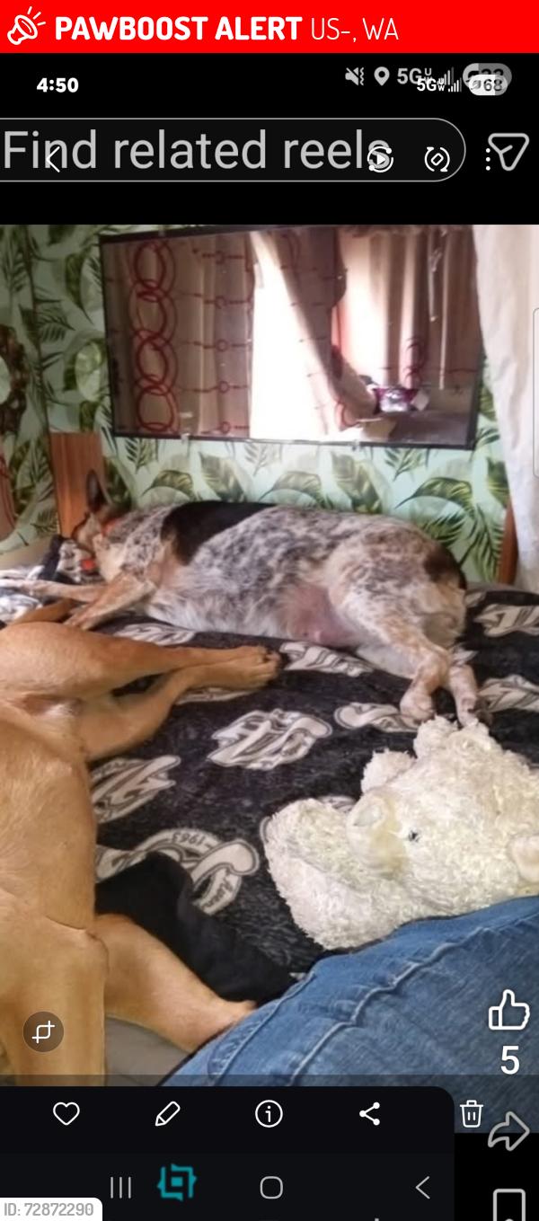 Lost Female Dog last seen Near car broke down she ran off. Never before she's almost 8yrs old, Franklin County, WA 99330