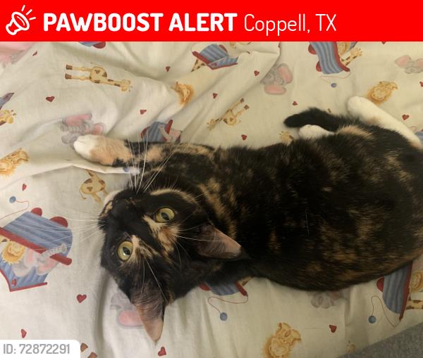 Lost Female Cat last seen Apt. 812, Coppell, TX 75063