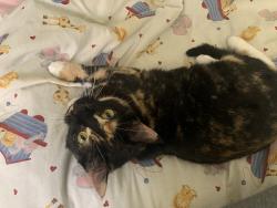 Lost Female Cat last seen Apt. 812, Coppell, TX 75063