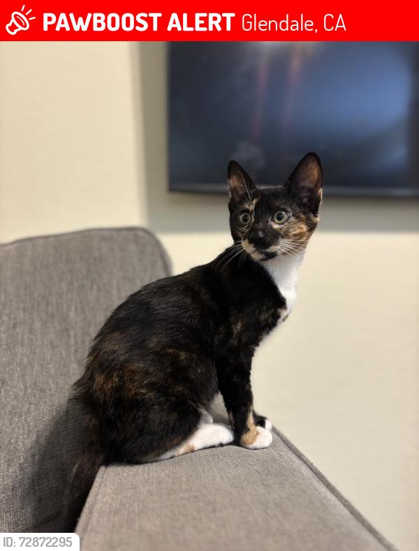 Lost Female Cat last seen Glenoaks, Winchester , Glendale, CA 91201