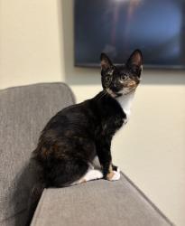 Lost Female Cat last seen Glenoaks, Winchester , Glendale, CA 91201
