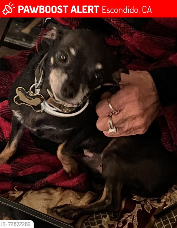 Lost Male Dog last seen fig st, Escondido, CA 92025