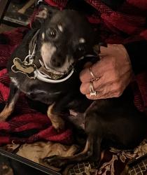Lost Male Dog last seen fig st, Escondido, CA 92025