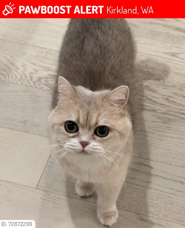 Lost Male Cat last seen  NE 112th Stand 114th PL NE, Kirkland, WA 98034