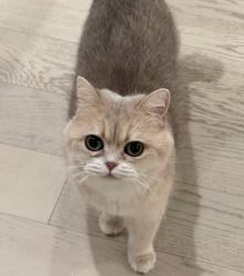 Lost Male Cat last seen  NE 112th Stand 114th PL NE, Kirkland, WA 98034