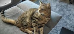 Lost Male Cat last seen Campbell road, Rickman close, Woodley, England RG5 3LL