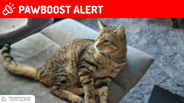Lost Male Cat last seen Campbell road, Rickman close, Woodley, England RG5 3LL