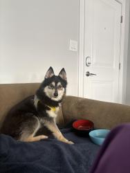 Lost Male Dog last seen Kenmore and admore, Chicago, IL 60660