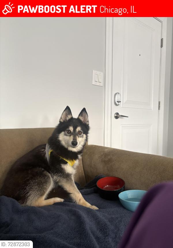 Lost Male Dog last seen Kenmore and admore, Chicago, IL 60660