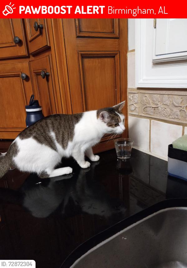 Lost Female Cat last seen Grey stone , Birmingham, AL 35242