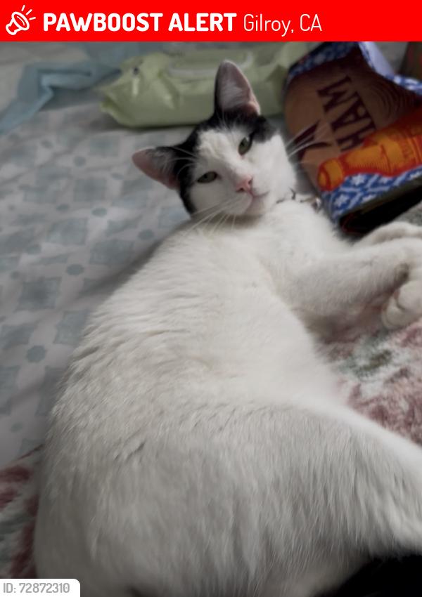 Lost Female Cat last seen Wren Ave, Gilroy CA, Gilroy, CA 95020