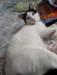 Lost Female Cat last seen Wren Ave, Gilroy CA, Gilroy, CA 95020