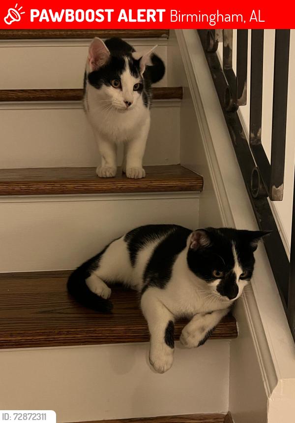 Lost Male Cat last seen Grey stone , Birmingham, AL 35242