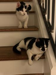 Lost Male Cat last seen Grey stone , Birmingham, AL 35242
