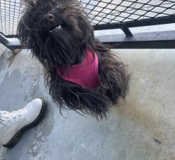 Lost Female Dog last seen Trailer Haven when it was last seen, Rosamond, CA 93560