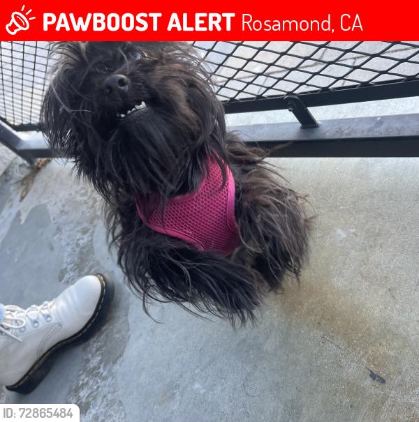 Lost Female Dog last seen Trailer Haven when it was last seen, Rosamond, CA 93560