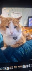 Lost Male Cat last seen Wilbur cutler, Sacramento, CA 95828