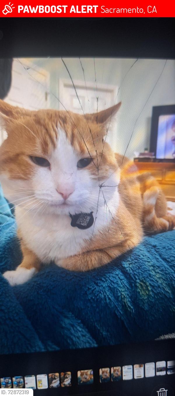 Lost Male Cat last seen Wilbur cutler, Sacramento, CA 95828