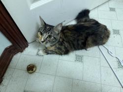 Found/Stray Female Cat last seen Columbia heights area, west beacon hill, Longview, WA 98632