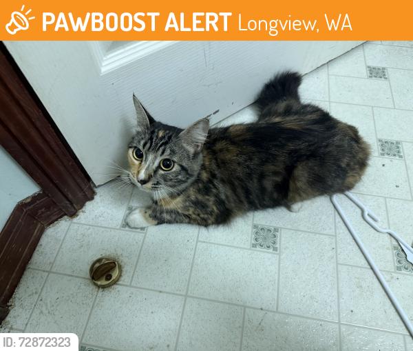 Found/Stray Female Cat last seen Columbia heights area, west beacon hill, Longview, WA 98632