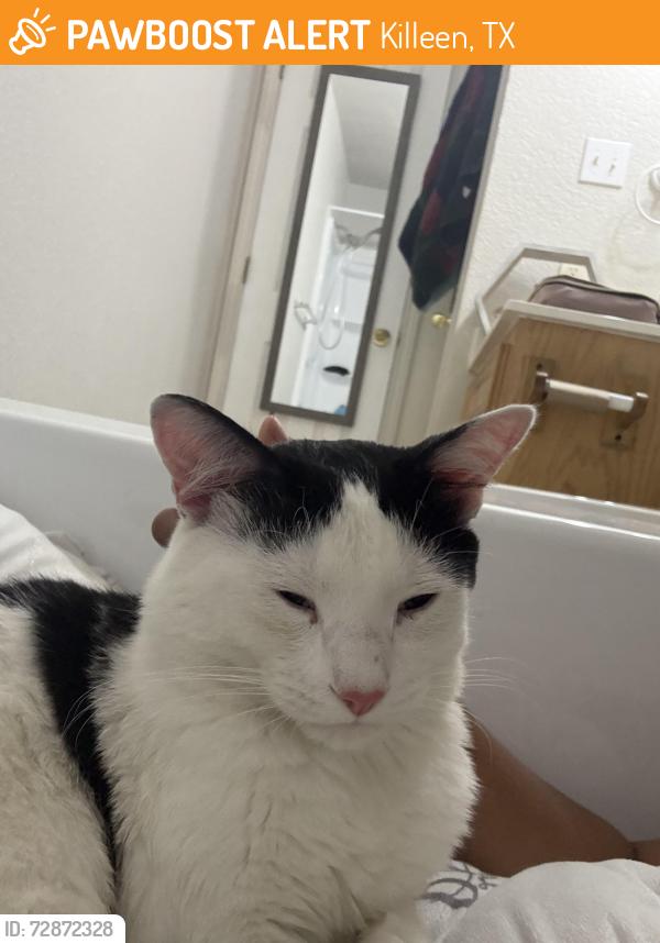 Found/Stray Male Cat last seen McDonald’s on Stan Slaughter by the Hallmark, Killeen, TX 76541