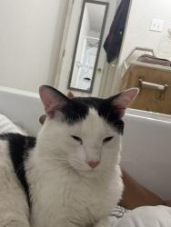 Found/Stray Male Cat last seen McDonald’s on Stan Slaughter by the Hallmark, Killeen, TX 76541