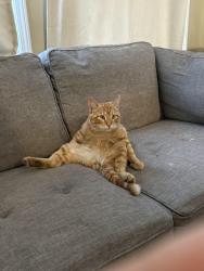 Lost Male Cat last seen Tararidge place, Calgary, AB T3J