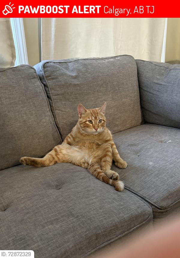 Lost Male Cat last seen Tararidge place, Calgary, AB T3J