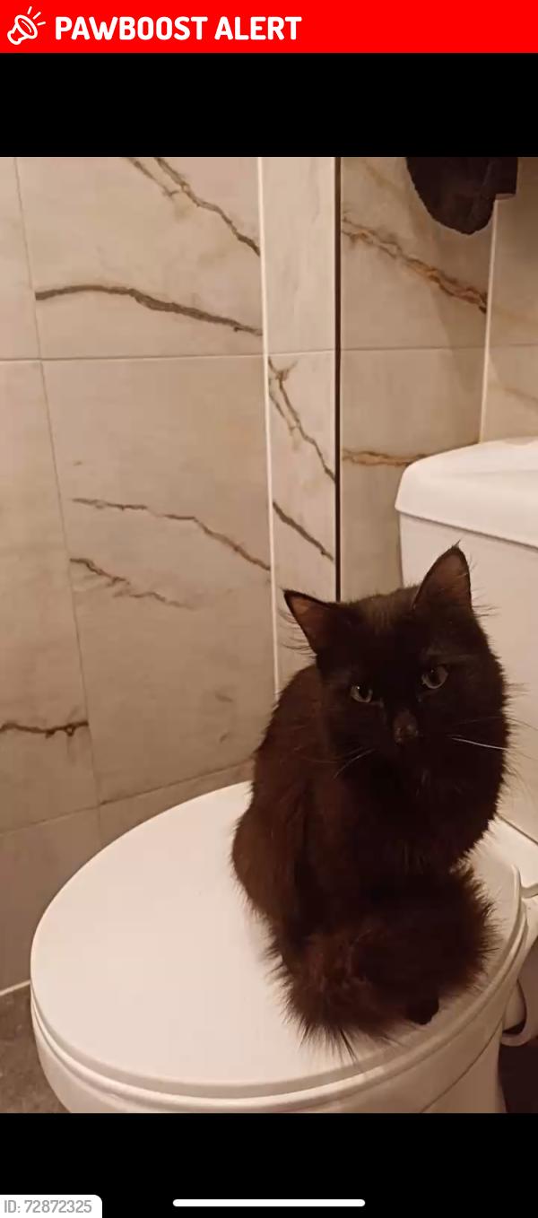 Lost Male Cat last seen Bridgewater Road, Greater London, England HA4 0EB