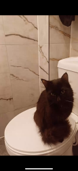Lost Male Cat last seen Bridgewater Road, Greater London, England HA4 0EB